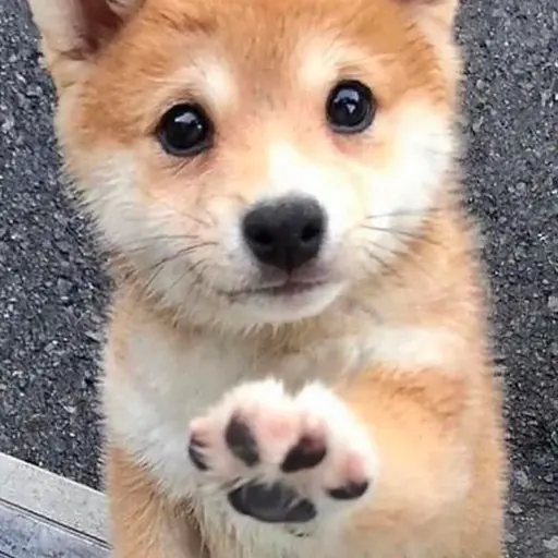 KamimuraHina의 子犬（ぺこちゃん）