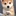 子犬（ぺこちゃん）