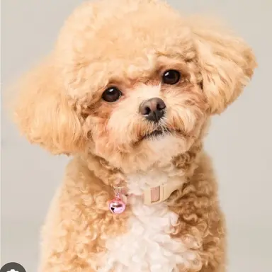 Profile image of 뽀삐