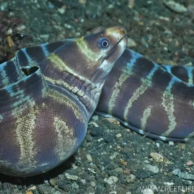 Profile image of シェド