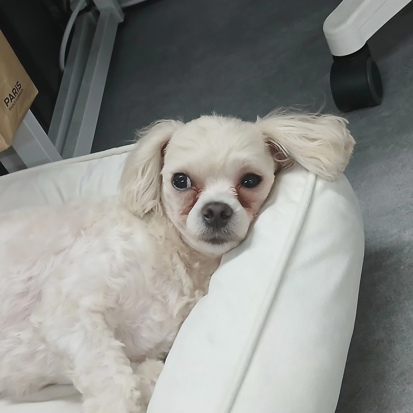 라떼