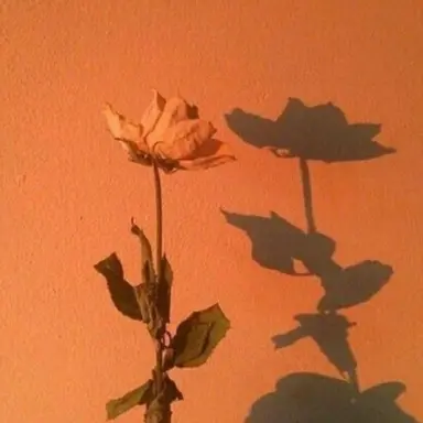 Profile image of 하루토