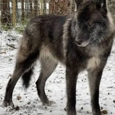 Profile image of Floyd