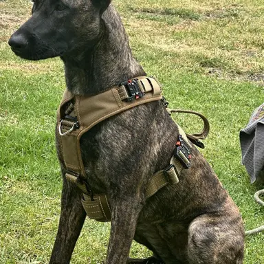 Profile image of Remo