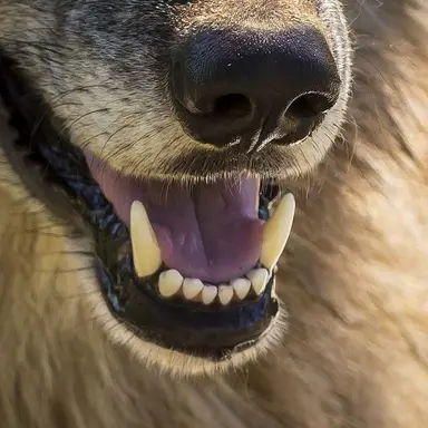 Profile image of 狼