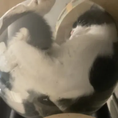 Profile image of 쿤