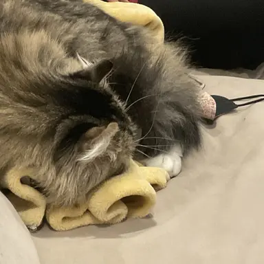 Profile image of 짱