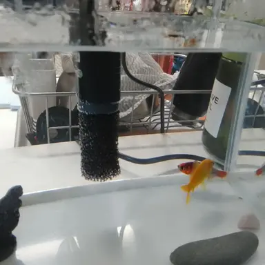 Profile image of アラビック金魚マンッ