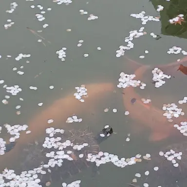 Profile image of 벨키