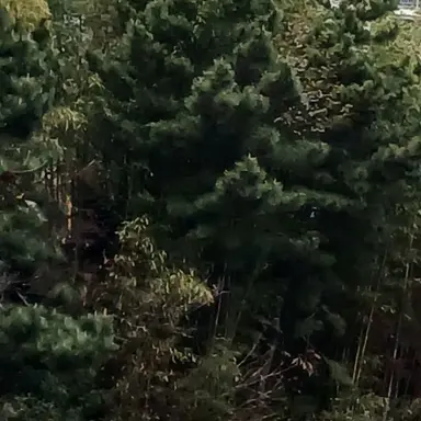 Profile image of 멜로우