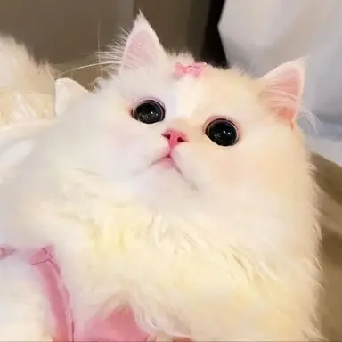 Profile image of Sweetie