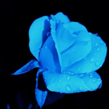 Profile image of 파이브