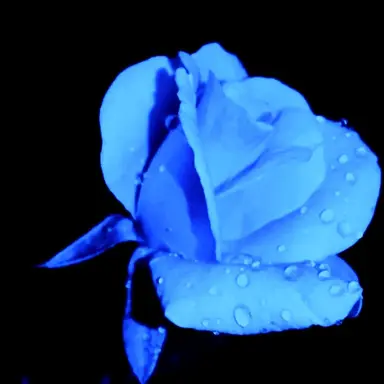 Profile image of 파이브