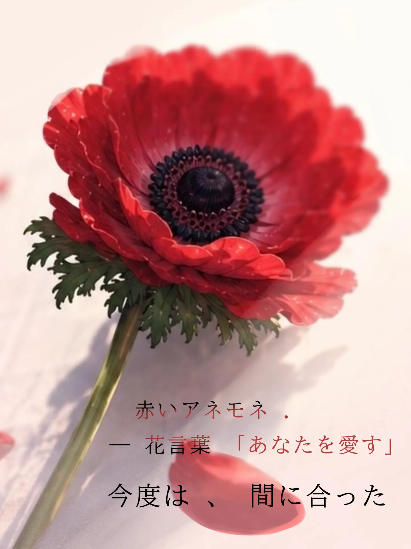 Roze_Minato의 赤いアネモネ . 君を愛す