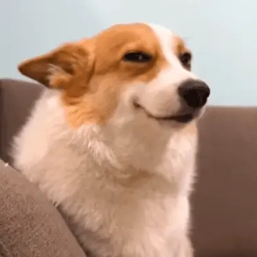 Profile image of 치즈 댕댕이