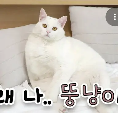 Profile image of 푸딩