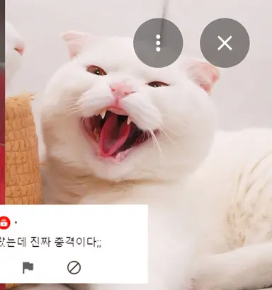 Profile image of 두부