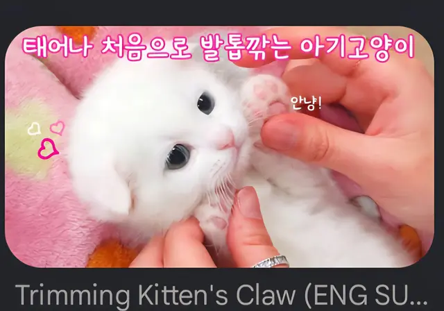 Profile image of 두부
