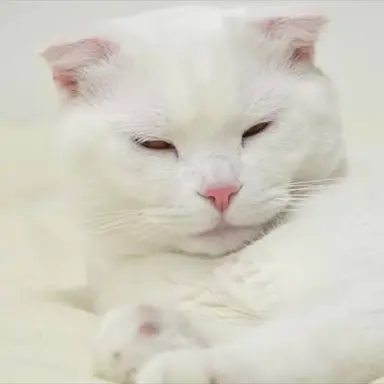 Profile image of 두부
