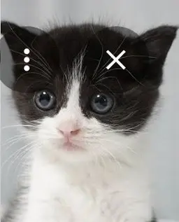 Profile image of 레오