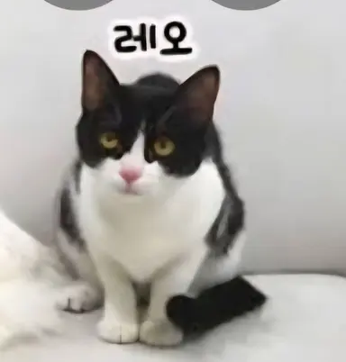 Profile image of 레오