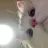 고양이