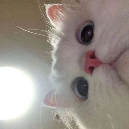 고양이