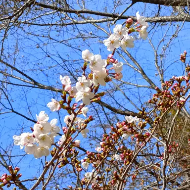 Profile image of 長野美優