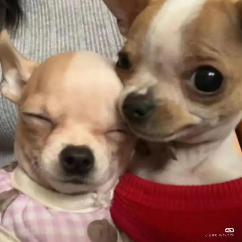 GiddyLynx3599의 후지나가 사쿠야