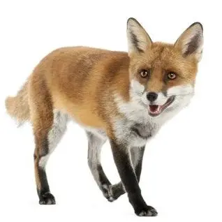 Profile image of 여우