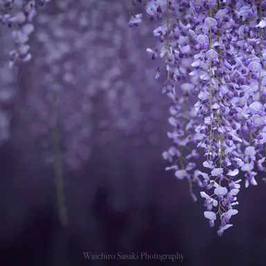 Profile image of 青龍