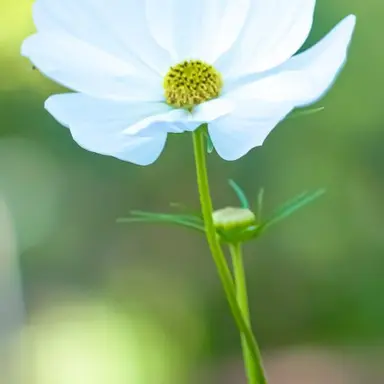 Profile image of 仁