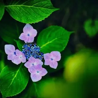 Profile image of 湊