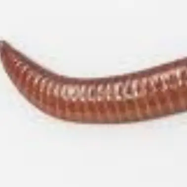 CattyMucus2117의 謎の生物