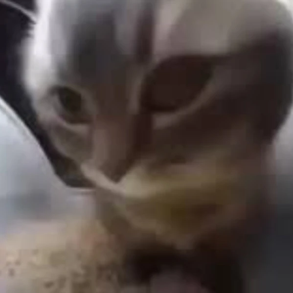 치피치피차파차파두비두비다바다바 냥이