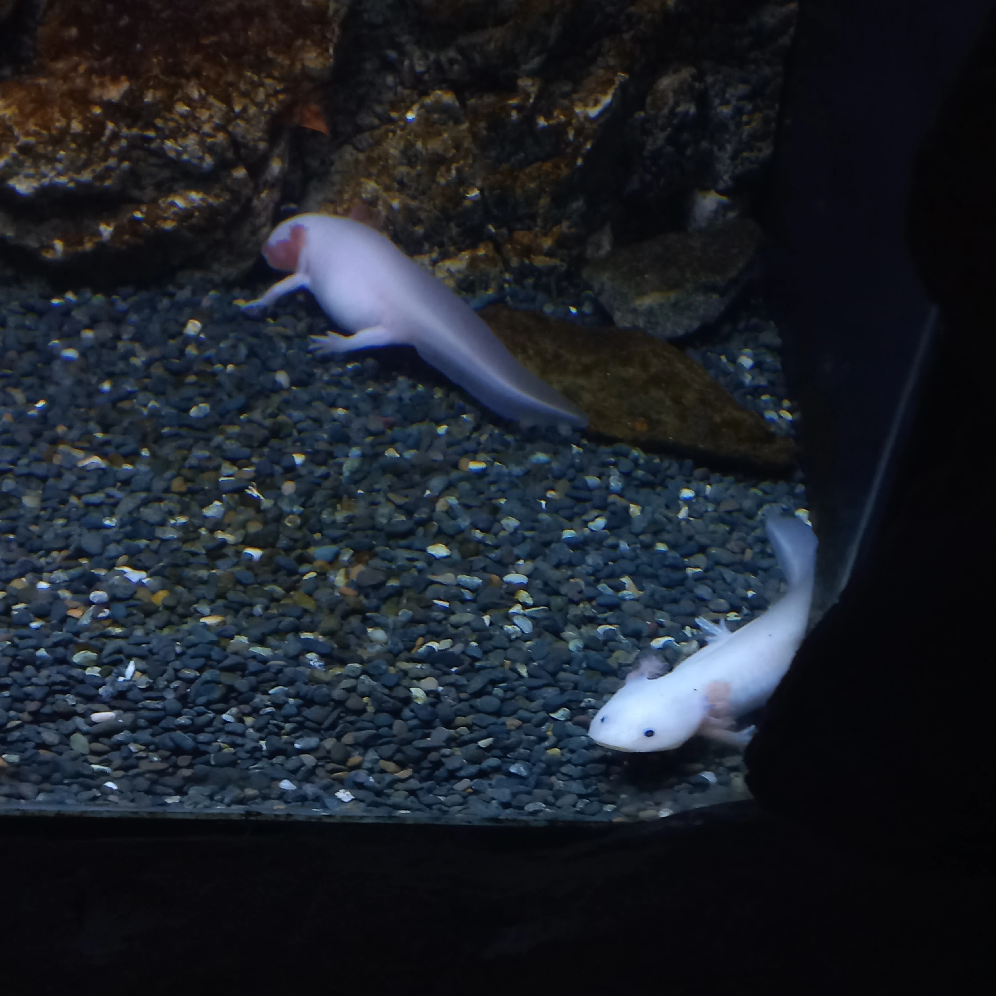 천태진