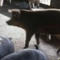 Profile image of 여미세 돼지