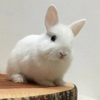 Profile image of ピョン吉