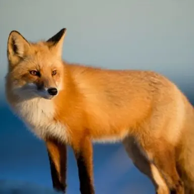 Profile image of 여우