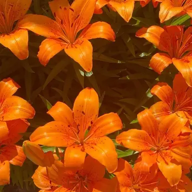 Profile image of 박덕개