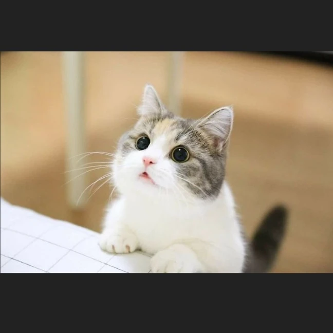 교욍