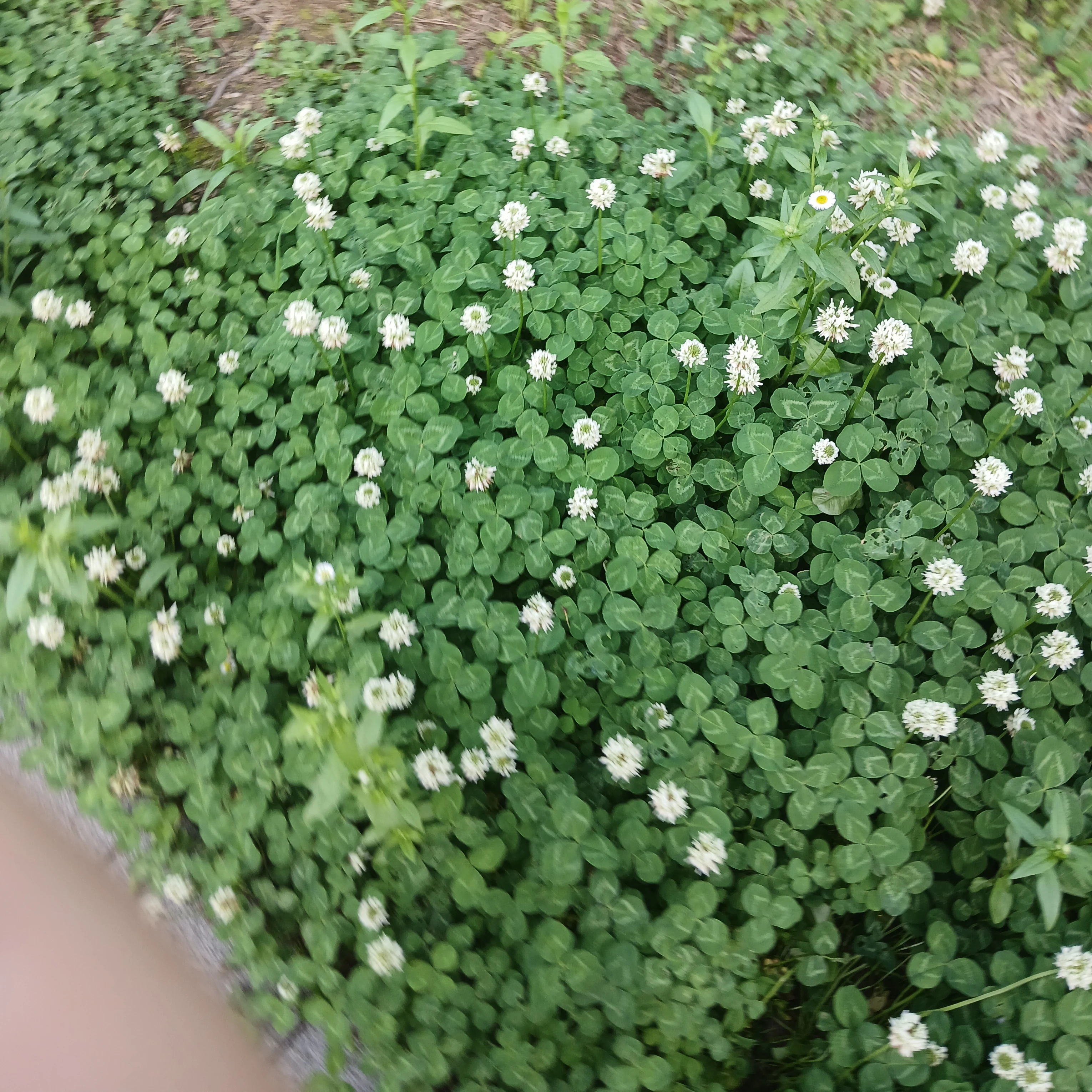 레스토랑 직원