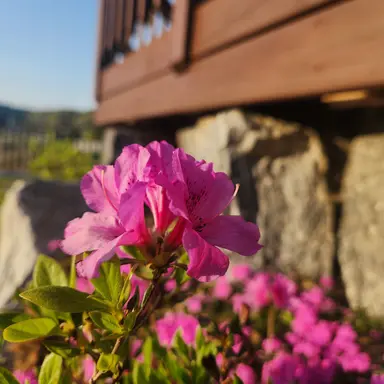Profile image of 연라비