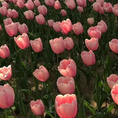 Profile image of two time