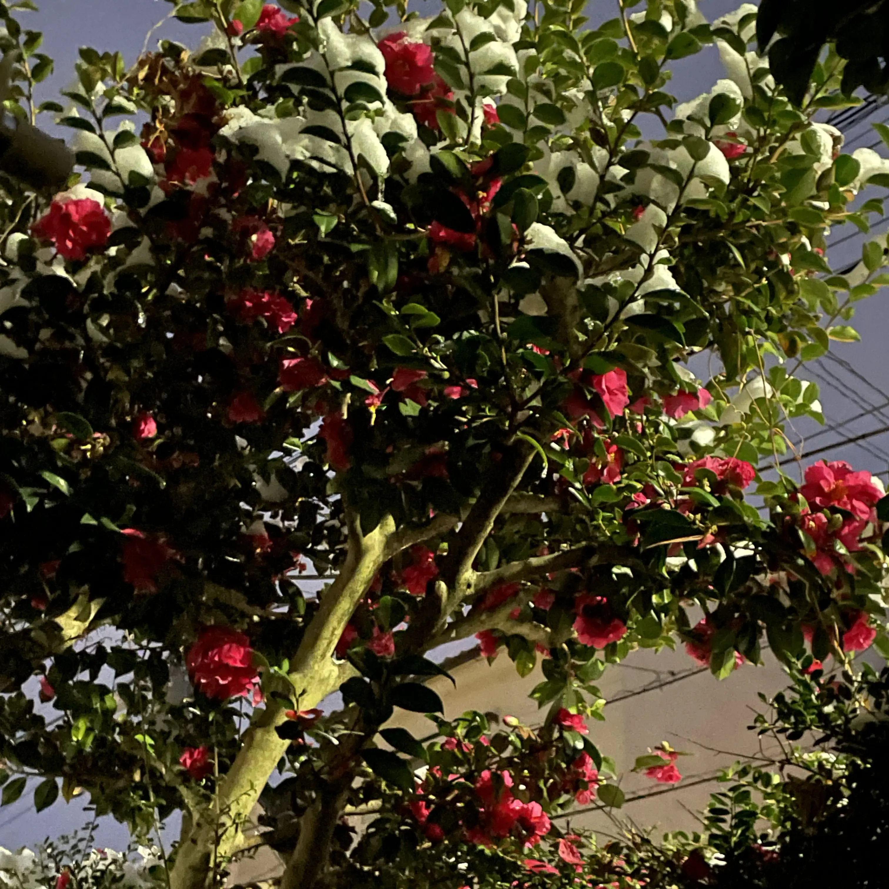 PettyBlow4778의 ぞ