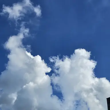 Profile image of 여우