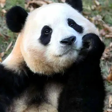 Profile image of 판다