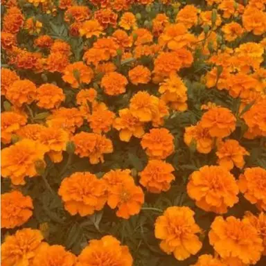 Profile image of 카루