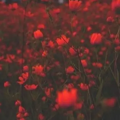 Profile image of 루요