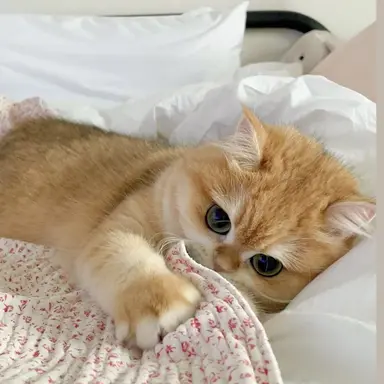 Profile image of 호두